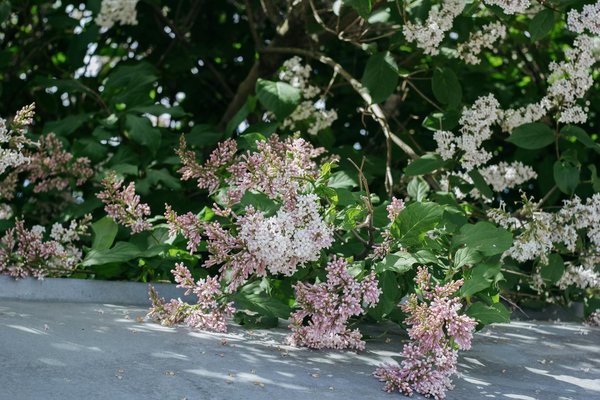 Unlock the secrets to thriving uk orchids: expert advice for cultivating a stunning collection